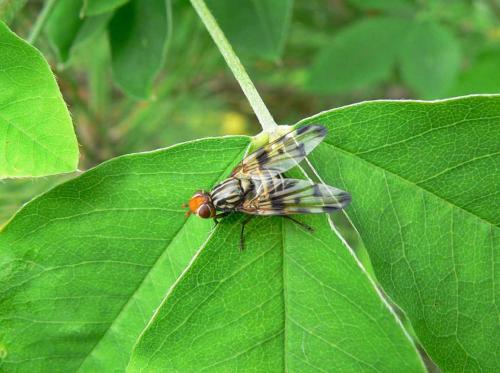 Otites porcus