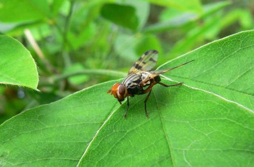 Otites porcus