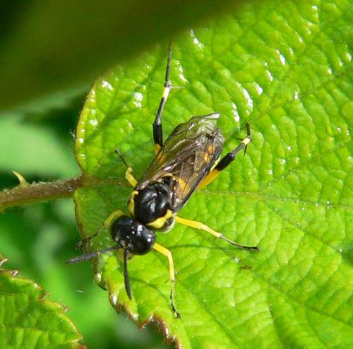 Réf. 9 661 : Macrophya montana