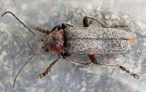 Cantharis rustica