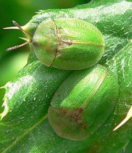 Réf. 9 059 : Cassida sp.