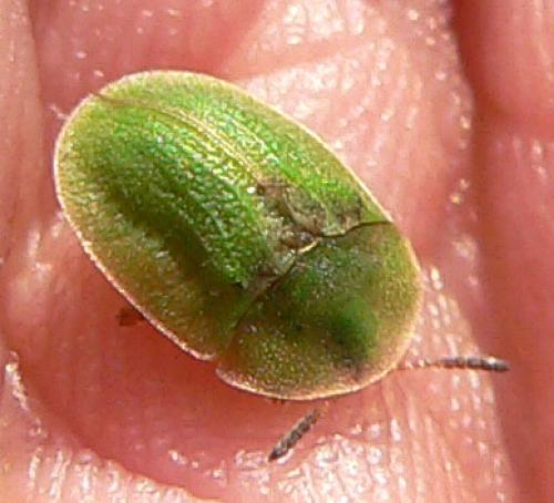 Cassida sp.