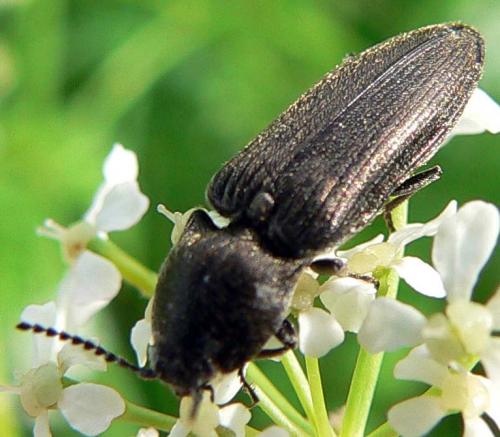 Cidnopus pilosus