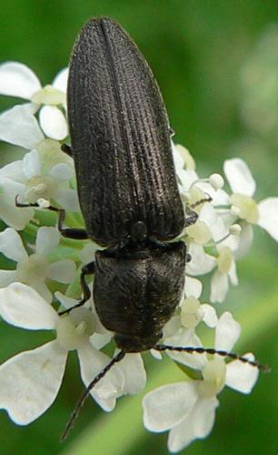 Cidnopus pilosus