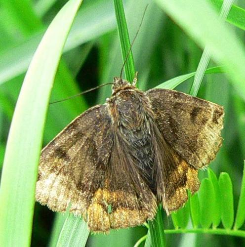 Euclidia glyphica