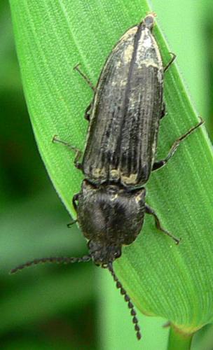 Cidnopus pilosus