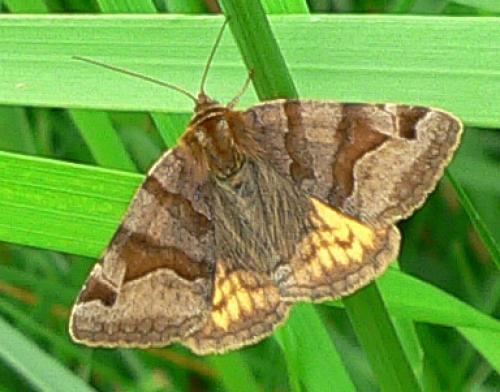 Euclidia glyphica