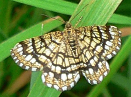 Chiasmia clathrata