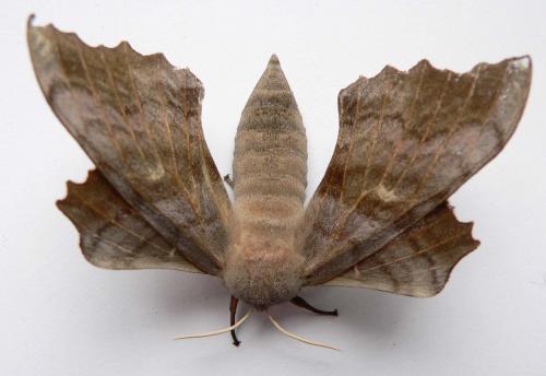 Laothoe populi