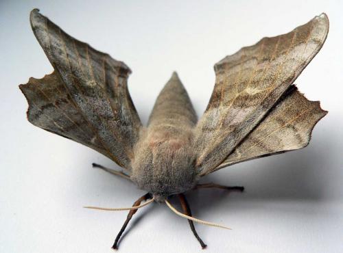 Laothoe populi