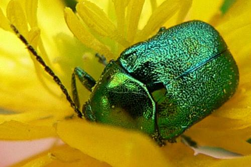 Cryptocephalus sp.