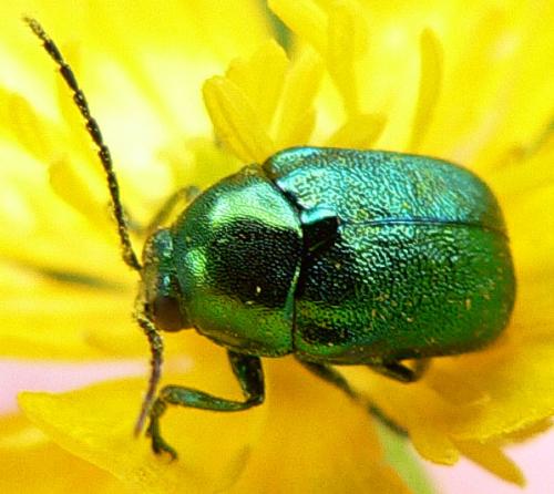Cryptocephalus sp.