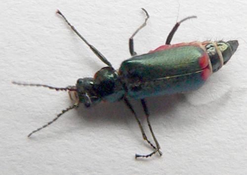 Malachius bipustulatus