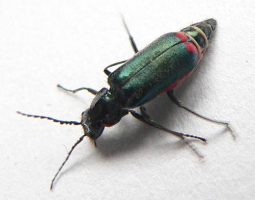 Malachius bipustulatus