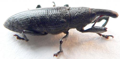 Réf. 9 347 : Lixus pulverulentus