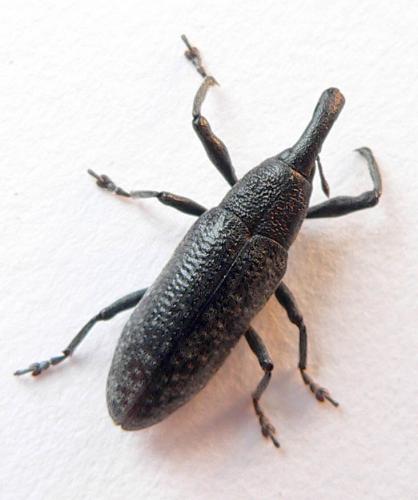 Lixus pulverulentus