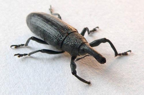 Réf. 9 324 : Lixus pulverulentus