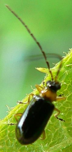 Réf. 9 560 : Luperus sp.