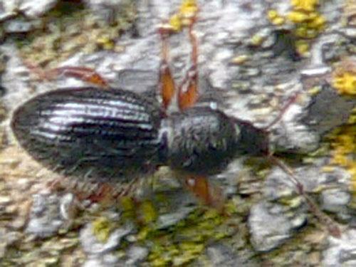 Réf. 9 570 : Exomias pellucidus