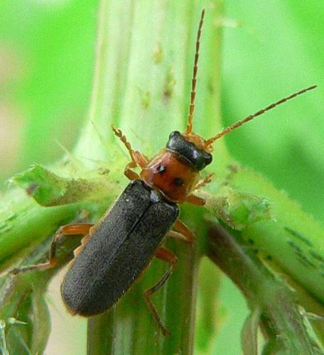 Réf. 9 713 : Cantharis lateralis