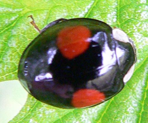 Réf. 9 717 : Harmonia axyridis