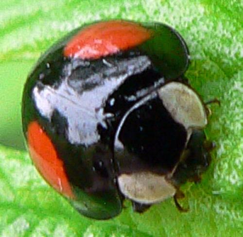 Réf. 9 718 : Harmonia axyridis
