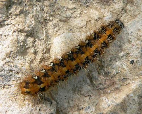 Euplagia quadripunctaria