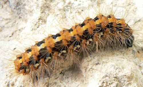 Euplagia quadripunctaria