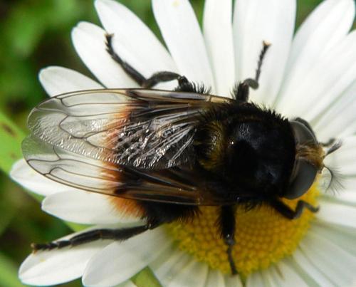 Volucella bombylans