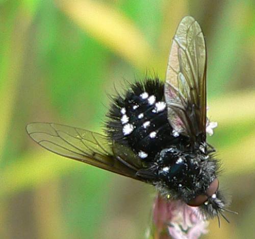 Réf. 9 949 : Bombylella atra