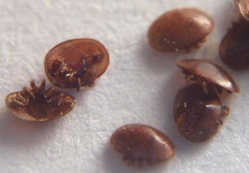 Varroa jacobsoni