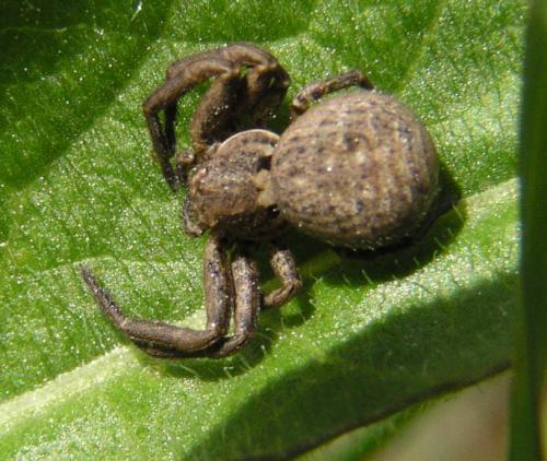 Réf. 9 070 : Xysticus sp.