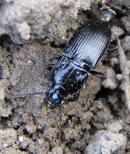 Réf. 9 319 : Abax parallelus
