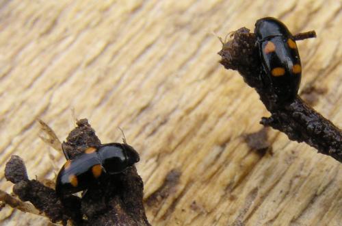 Glischrochilus hortensis