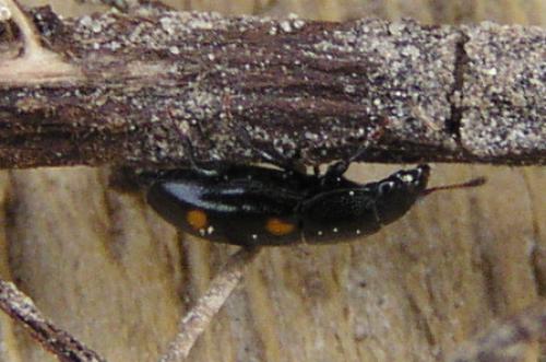 Glischrochilus hortensis