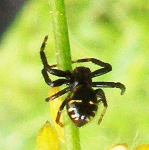 Synema globosum