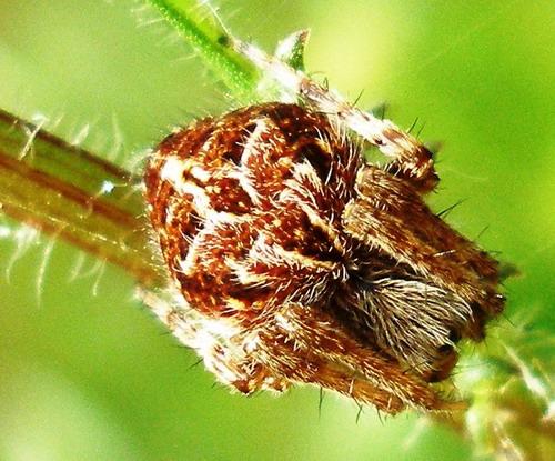 Réf. 9 775 : Agalenatea redii