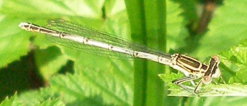 Platycnemis pennipes