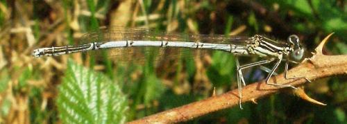 Platycnemis pennipes