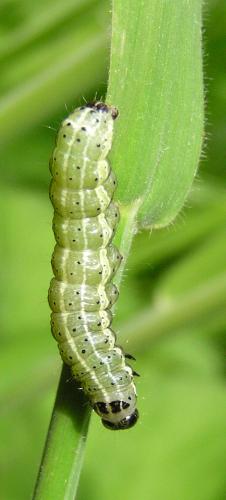 Orthosia cruda