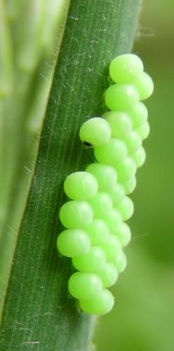 Palomena prasina