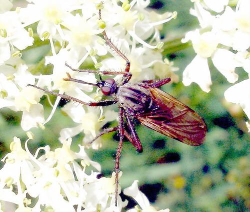 Empis sp.