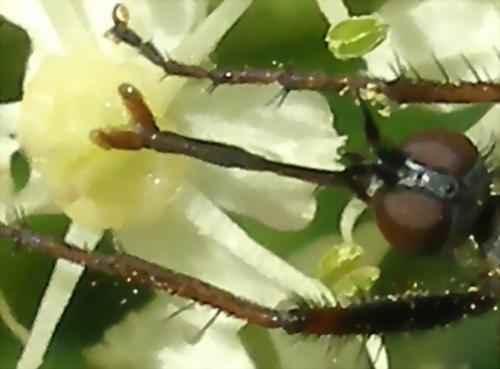 Empis sp.