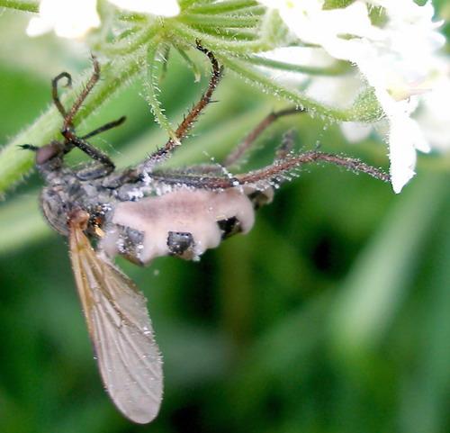 Empis sp.
