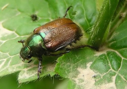 Réf. 9 618 : Phyllopertha horticola
