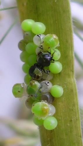 Palomena prasina