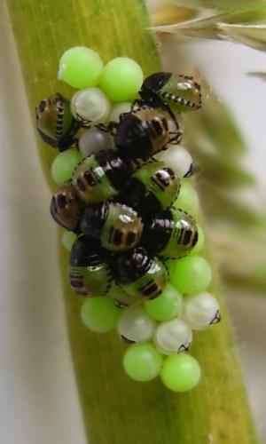 Palomena prasina