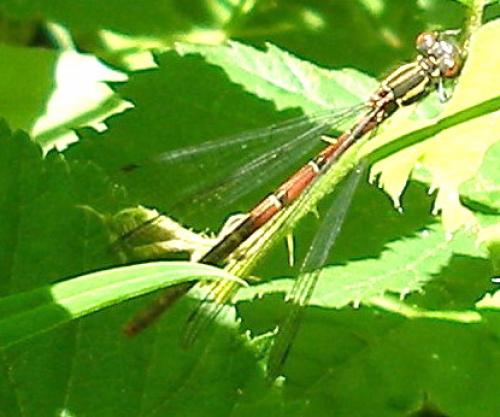 Réf. 9 706 : Pyrrhosoma nymphula