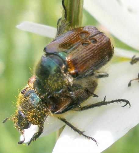 Phyllopertha horticola