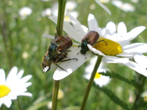 Phyllopertha horticola
